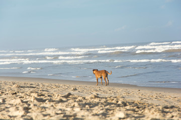perro caminando en la playa