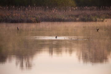 Naklejka na ściany i meble Pied-billed grebe in spring plumage floating in tranquil lake bordered by reeds during an misty early morning pink hour, Léon-Provancher Marsh, Neuville, Quebec, Canada