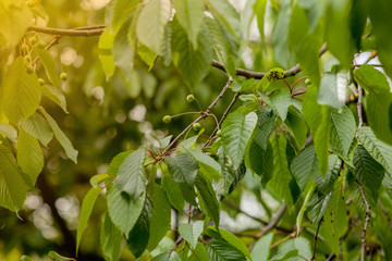 Green berries of a sweet cherry on a branch in a summer orchard on blurred background of green leaves, close up. Selective focus
