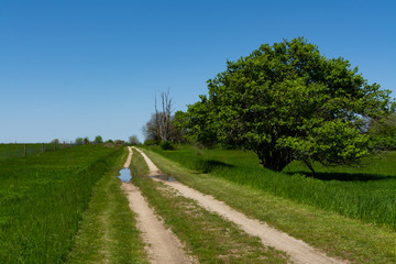 Road through the tallgrass prairie