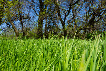 Spring vegetation