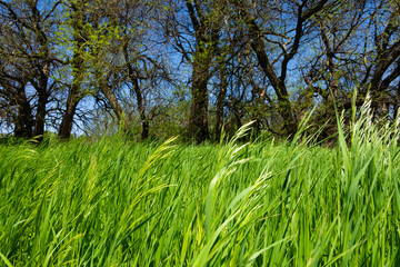 Spring vegetation