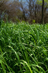 Spring vegetation