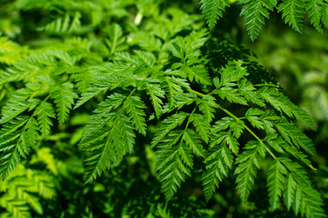 Spring vegetation