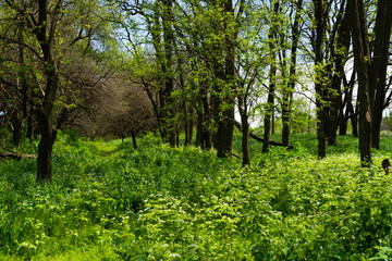 Spring vegetation