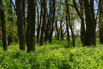 Fototapeta premium Spring vegetation
