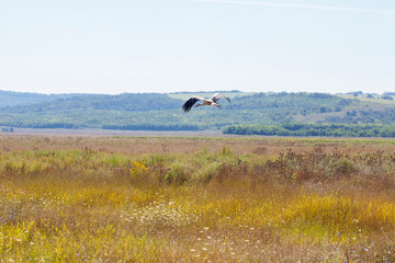 the stork flies low above the ground