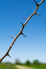 Thorns with blue sky background