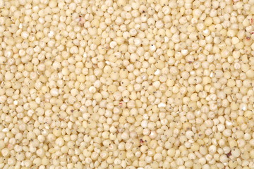 sorghum background