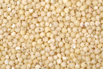 sorghum background