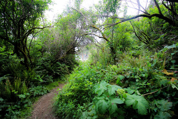 Hiking trail. Green forest. Dream Forest. Fantasy Forest. Fairy Home.