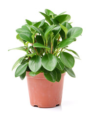 home plant in pot on white background