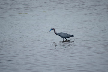 Little Blue Heron