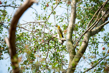 Fototapeta premium Black - naped oriole