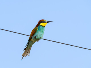 European Bee-Eater on Wire Against Blue Sky in Spring