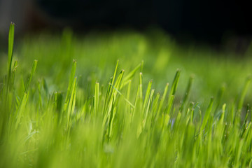 Green blades of grass in morning sunlight