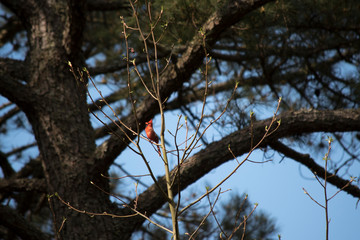 Northern Cardinal in a Tree