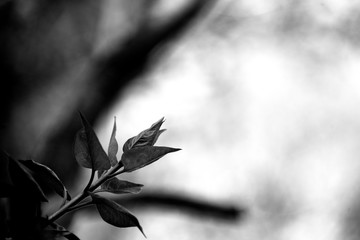 Budding leaves on a branch during spring in black and white