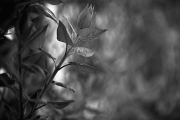 Leaves on a branch in black and white