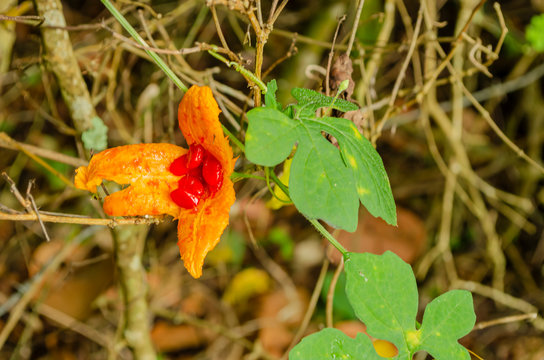 Burst Open Momordica Charantia Fruit