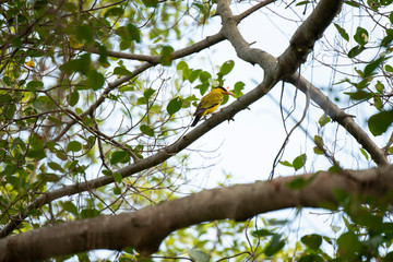 Fototapeta premium Black - naped oriole