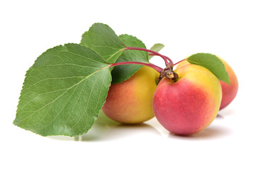 ripe apricot with leaves isolated on white background