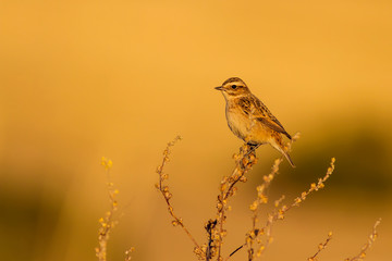 Cute little bird. Yellow nature background. Bird: Whinchat. Saxicola rubetra.