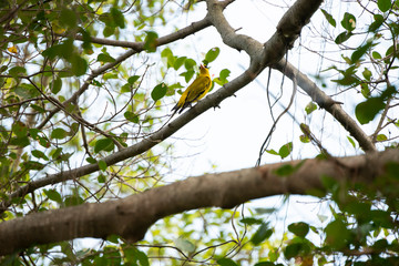 Black - naped oriole