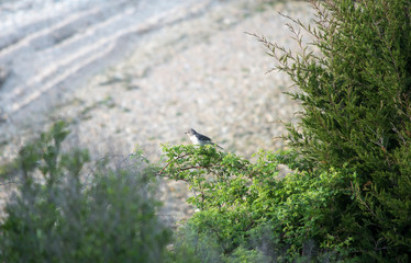 Northern Mockingbird