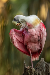 Roseate Spoonbill in Florida  © Harry Collins