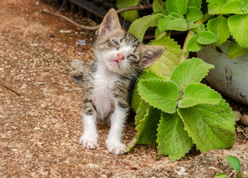 Bilder Katzenminze: A Fun and Relaxing Drawing Adventure!