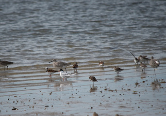 Willet, Ruddy Turnstone, Forster's Tern, Dunlin