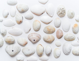 Seashells and corals collection flat lay still life are natural material.