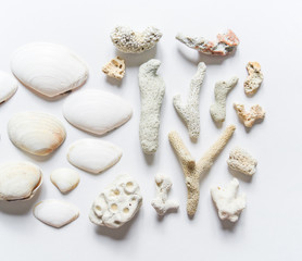 Seashells and corals collection flat lay still life are natural material.