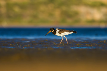Water nature and water birds. Nature habitat background. Oystercatcher.