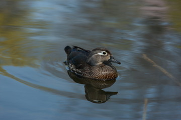 Wood Ducks in Spring Love