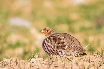Partridge. Brown green nature background. Birds: Grey Partridge. Perdix perdix.