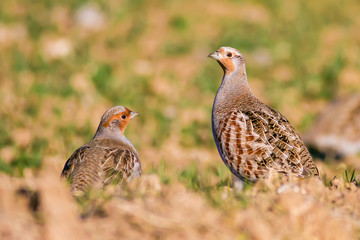 Partridge. Brown green nature background. Birds: Grey Partridge. Perdix perdix.