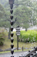 Rain drops are seen as white dots as they fall beside a rain chain. Water is also flowing between the delicate metal flowers of the chain. In the background is a park, bordered by a path with a wooden
