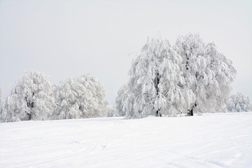 trees covered with snow
