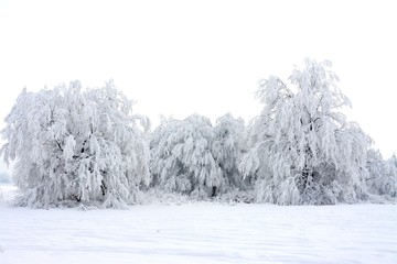 trees covered with snow