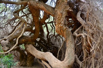Twisted Tree Trunk Branches Storybook Fantasy Weird