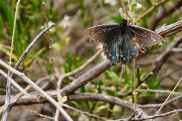 Arizona Butterfly Garden Wings Insect