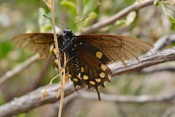 Arizona Butterfly Garden Wings Insect