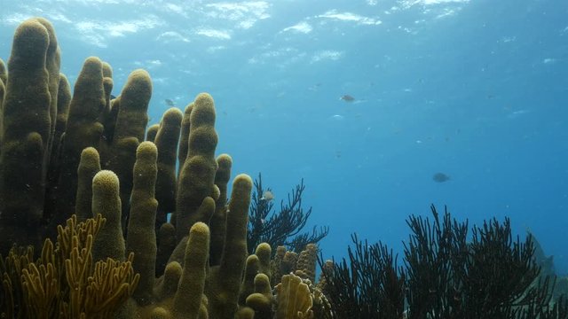Seascape of coral reef in the Caribbean Sea around Curacao at dive site Playa Hundu with pillar coral