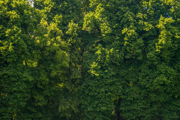 Many large green trees in the garden.