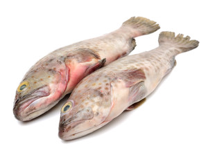 Grouper Fish on white background