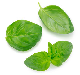 Fresh basil on white background