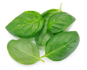 Fresh basil on white background