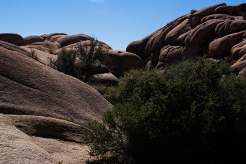 Rock formation Joshua National Park, with vegetation 